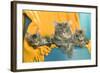 Maine Coon Adult and Two Kittens-null-Framed Photographic Print