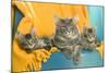 Maine Coon Adult and Two Kittens-null-Mounted Photographic Print