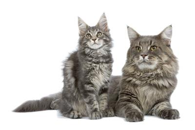 Maine Coon Blue Blotched Tabby Adult And Kitten Photographic Print Allposters Com