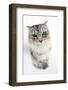 Maine Coon Cat, Bambi, with Eyes Partially Closed-Mark Taylor-Framed Photographic Print