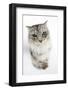 Maine Coon Cat, Bambi, with Eyes Partially Closed-Mark Taylor-Framed Photographic Print