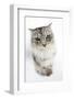 Maine Coon Cat, Bambi, with Eyes Partially Closed-Mark Taylor-Framed Photographic Print