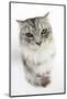 Maine Coon Cat, Bambi, with Eyes Partially Closed-Mark Taylor-Mounted Photographic Print