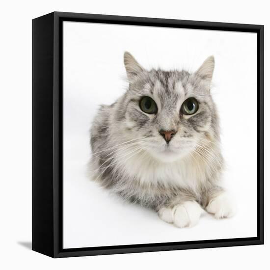 Maine Coon Cat, Bambi-Mark Taylor-Framed Stretched Canvas