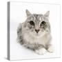 Maine Coon Cat, Bambi-Mark Taylor-Stretched Canvas