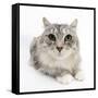 Maine Coon Cat, Bambi-Mark Taylor-Framed Stretched Canvas