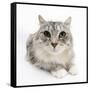 Maine Coon Cat, Bambi-Mark Taylor-Framed Stretched Canvas