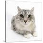 Maine Coon Cat, Bambi-Mark Taylor-Stretched Canvas