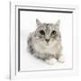 Maine Coon Cat, Bambi-Mark Taylor-Framed Photographic Print