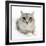 Maine Coon Cat, Bambi-Mark Taylor-Framed Photographic Print