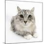 Maine Coon Cat, Bambi-Mark Taylor-Mounted Photographic Print