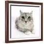 Maine Coon Cat, Bambi-Mark Taylor-Framed Photographic Print