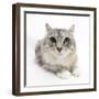 Maine Coon Cat, Bambi-Mark Taylor-Framed Photographic Print