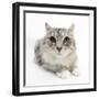 Maine Coon Cat, Bambi-Mark Taylor-Framed Photographic Print