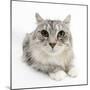 Maine Coon Cat, Bambi-Mark Taylor-Mounted Photographic Print