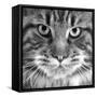Maine Coon Cat Close-Up of Face-null-Framed Stretched Canvas