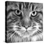 Maine Coon Cat Close-Up of Face-null-Stretched Canvas