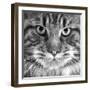 Maine Coon Cat Close-Up of Face-null-Framed Photographic Print