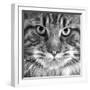 Maine Coon Cat Close-Up of Face-null-Framed Photographic Print