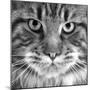 Maine Coon Cat Close-Up of Face-null-Mounted Photographic Print