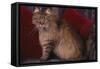 Maine Coon Cat on Chair-DLILLC-Framed Stretched Canvas