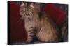 Maine Coon Cat on Chair-DLILLC-Stretched Canvas
