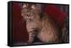 Maine Coon Cat on Chair-DLILLC-Framed Stretched Canvas