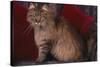 Maine Coon Cat on Chair-DLILLC-Stretched Canvas