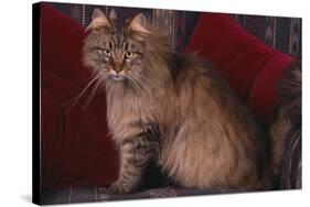 Maine Coon Cat on Chair-DLILLC-Stretched Canvas