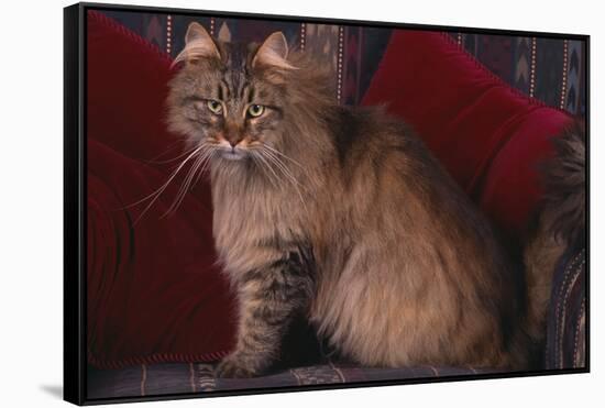 Maine Coon Cat on Chair-DLILLC-Framed Stretched Canvas