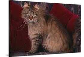 Maine Coon Cat on Chair-DLILLC-Stretched Canvas