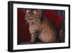 Maine Coon Cat on Chair-DLILLC-Framed Photographic Print