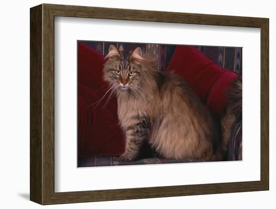 Maine Coon Cat on Chair-DLILLC-Framed Photographic Print