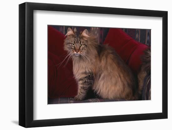 Maine Coon Cat on Chair-DLILLC-Framed Photographic Print