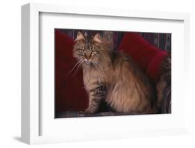 Maine Coon Cat on Chair-DLILLC-Framed Photographic Print