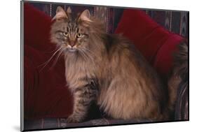 Maine Coon Cat on Chair-DLILLC-Mounted Photographic Print