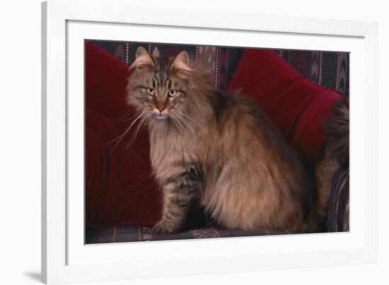 Maine Coon Cat on Chair-DLILLC-Framed Photographic Print