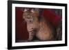 Maine Coon Cat on Chair-DLILLC-Framed Photographic Print