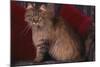 Maine Coon Cat on Chair-DLILLC-Mounted Photographic Print