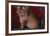 Maine Coon Cat on Chair-DLILLC-Framed Photographic Print