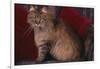 Maine Coon Cat on Chair-DLILLC-Framed Photographic Print