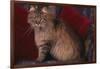 Maine Coon Cat on Chair-DLILLC-Framed Photographic Print