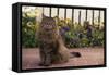 Maine Coon Cat on Sidewalk-DLILLC-Framed Stretched Canvas