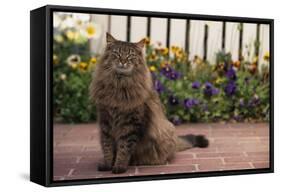 Maine Coon Cat on Sidewalk-DLILLC-Framed Stretched Canvas