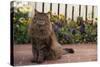 Maine Coon Cat on Sidewalk-DLILLC-Stretched Canvas