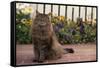 Maine Coon Cat on Sidewalk-DLILLC-Framed Stretched Canvas