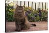 Maine Coon Cat on Sidewalk-DLILLC-Stretched Canvas