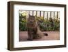 Maine Coon Cat on Sidewalk-DLILLC-Framed Photographic Print