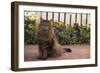 Maine Coon Cat on Sidewalk-DLILLC-Framed Photographic Print