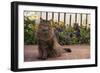 Maine Coon Cat on Sidewalk-DLILLC-Framed Photographic Print